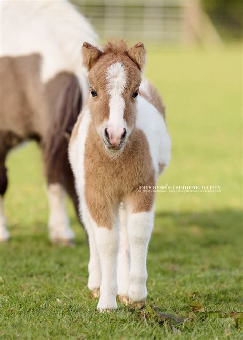 Pretty Horses Beautiful Horses Miniature Horses Cute Animal Pictures