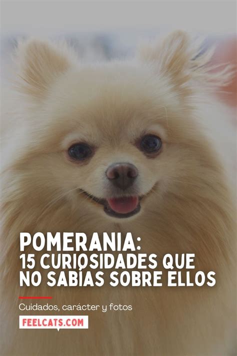 Pomerania 15 Curiosidades Del Perro Toy