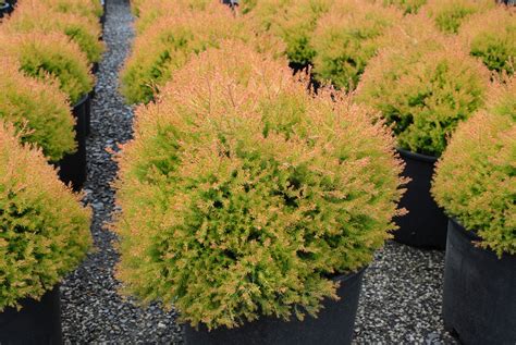 Thuja occidentalis (American Arborvitae, Eastern Arborvitae, Eastern ...