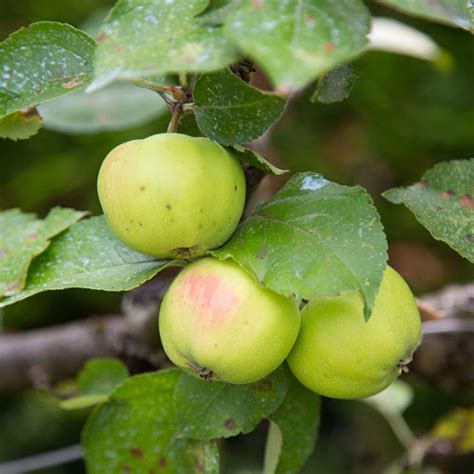 Pommier Reinette Danjou Malus Domestica Rustique Et Fertile Pommes