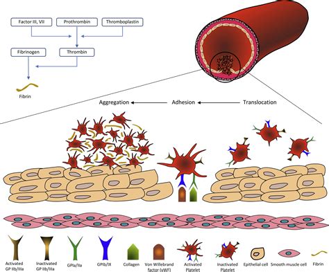 Antiplatelet Therapy Before During And After Extremity