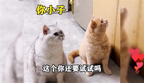 【安仔呀】盘点全网最倒霉的猫咪 1万粉丝135点赞热议中生活视频 免费在线观看 爱奇艺