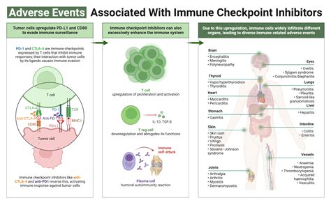 Mechanisms Of Immune Related Adverse Events After Immune Checkpoint