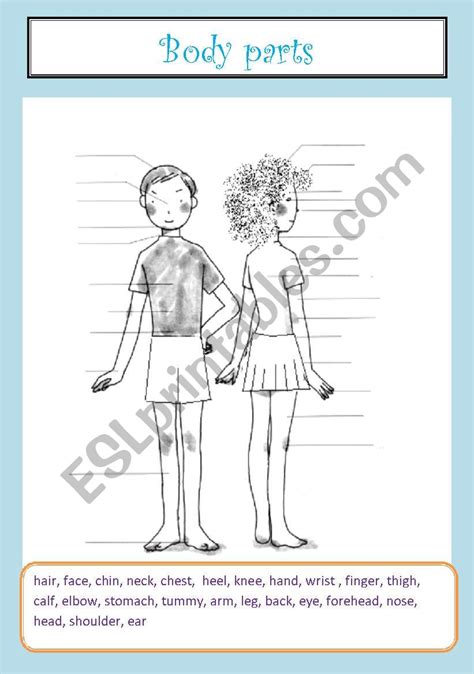 Esl English Vocabulary Printable Body Parts Worksheets