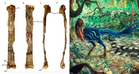 Student Inspecting Fossils Discovers A New Dinosaur Species