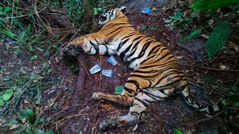 Kejam Harimau Sumatera Di Aceh Mati Diduga Sengaja Diracun