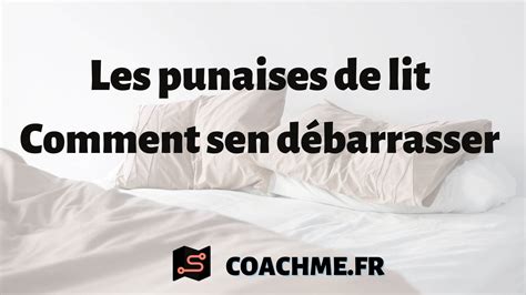 Les punaises de lit comment sen débarrasser