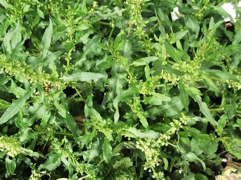 Rumex Nepalensis Spreng Portale Della Flora D Italia Portal To The