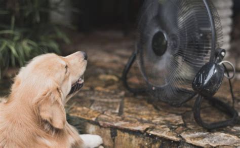 C Mo Detectar Y Prevenir Un Golpe De Calor En Tus Mascotas Ivisi N Tv