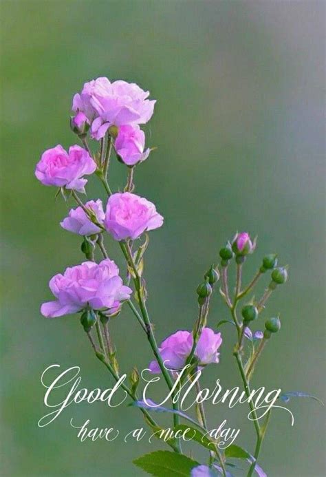 Some Pink Flowers With The Words Good Morning Have A Nice Day