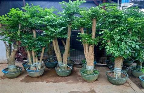 radermachera sinica bonsai - Captions Beautiful