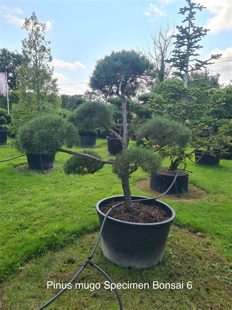 Pinus Mugo Specimen Bonsai Caragh Nurseries