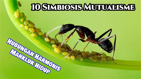 10 Contoh Simbiosis Mutualisme Pada Mahkluk Hidup Hubungan Yang Saling