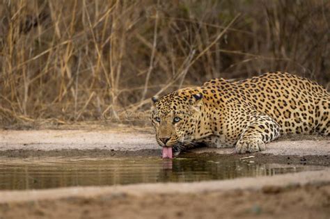 Indian Wild Large Adult Huge Male Leopard Or Panther Or Panthera Pardus