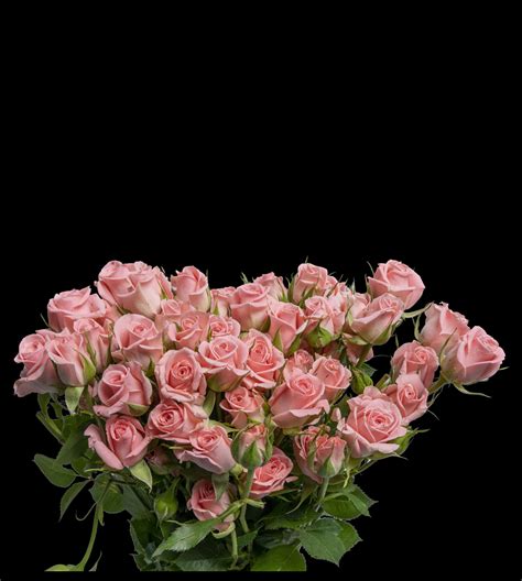 Spray Roses – Credible Blooms