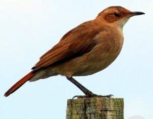 Rufous Hornero : National Bird of Argentina | Interesting Facts