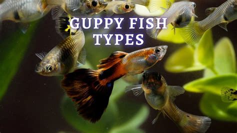 Guppy Fish Types by by Tail Shape, Colors and Patterns