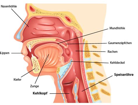 Sodbrennen Kann Zu Reflux Symptomen In Den Atemwegen F Hren