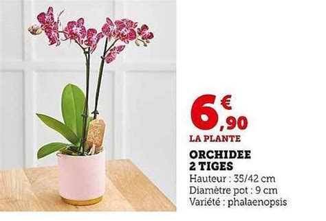 Promo Orchid E Tiges Chez Super U