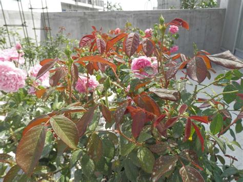 1番花が終わる前に2番花が咲きそうなハーロウカー！ 東京のど真ん中でバラ生活 楽天ブログ