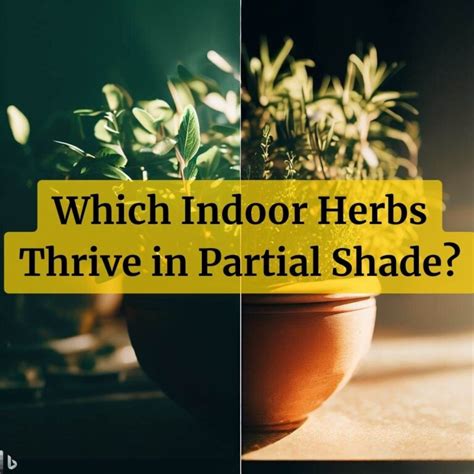 Herbs That Grow In Partial Shade