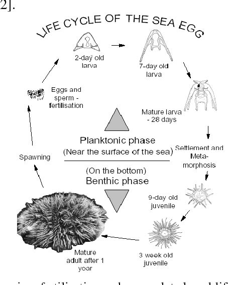 Pdf Sea Urchins Echinodermata Echinoidea Their Biology Culture And Bioactive Compounds