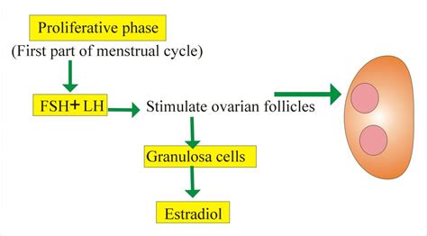 Follicle Stimulating Hormone (FSH) (Follicular Stimulating Hormone ...