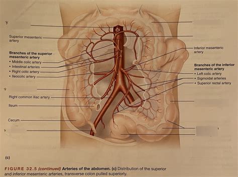 Arteries Of Abdomen Diagram Quizlet