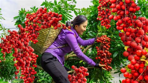 Harvesting Longan Fruit Goes To Market Sell Cooking Vietnamese