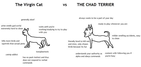 Virgin Cat vs Chad Terrier : r/virginvschad