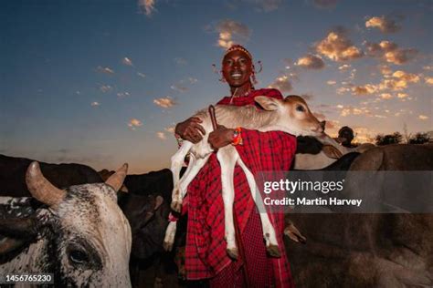 814 Maasai Cattle Stock Photos, High-Res Pictures, and Images - Getty ...