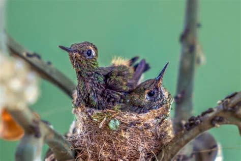 Baby Hummingbirds: Everything You Need to Know