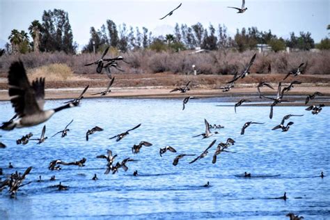 Cibola National Wildlife Refuge in Cibola, AZ – The Adventures of Trail ...