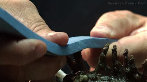 Milking venom from stonefish's spine (x-post /r/educationalgifs) : r ...