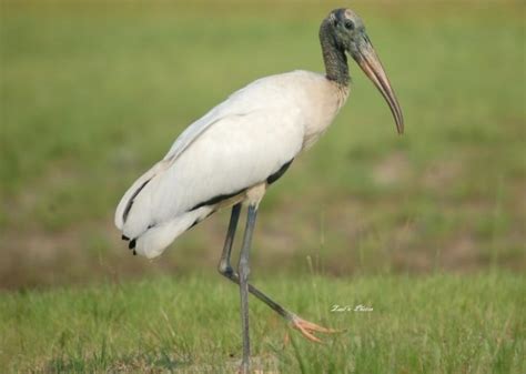 Bangau Klasifikasi Dan Penjelasan Tentang Jenis Jenis Burung Bangau