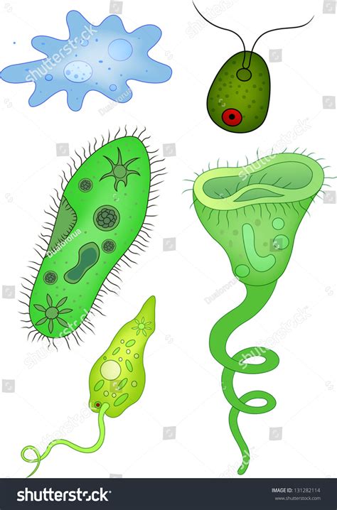 Protozoa Collection Stock Vector Illustration 131282114 Shutterstock