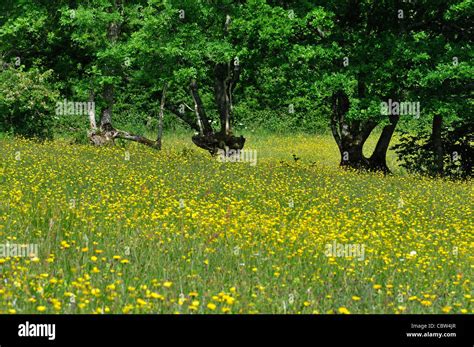 kingcombe meadows dorset wildlife trust nature reserve dorset uk june