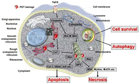 Cell death pathways in PDT. The mode of cell death observed after PDT ...