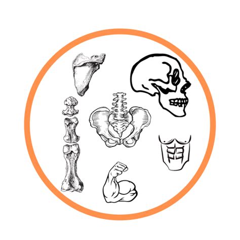 Anatomy Games | Teaching Resources