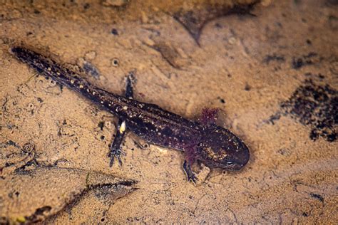 La Salamandre tachetée lanaturemoi