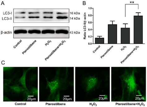 The Effect Of Pterostilbene On The Autophagic Level In Spinal Cord