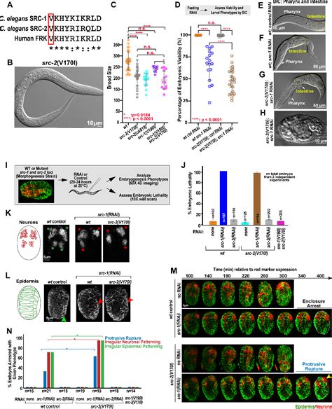 Figure From A Missense Mutation In The C Elegans Src Tyrosine