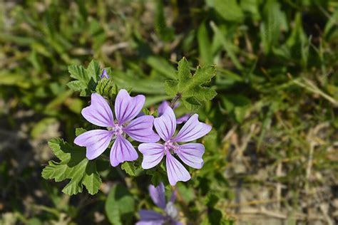 Sylvestris Pngtree