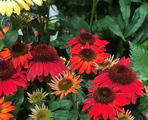 Echinacea Sombrero® ‘baja Burgundy Pp28162 North Coast Perennials