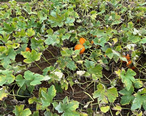 Evaluation Of Biopesticides For Managing Powdery Mildew In Pumpkin