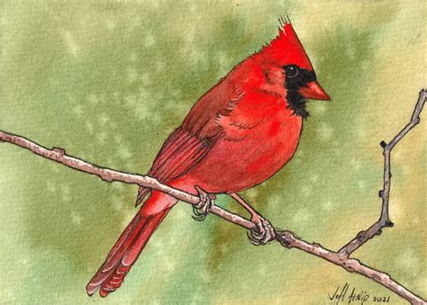 Cardinal Bird Drawing