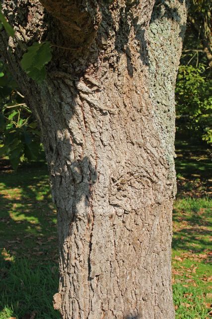 Quercus Dentata Thunb Japanse Keizereik Daimyo Eik B Flickr