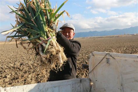 温泉县致富路上“葱”满希望！大葱种植村民