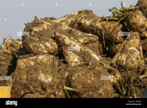 Lifting Sugar Beet In Lincolnshire Stock Photo Alamy