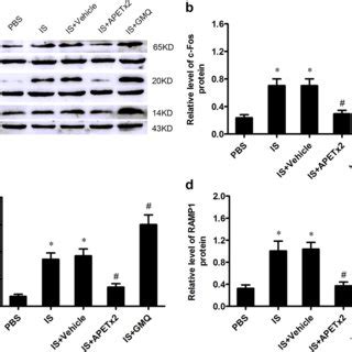 Effects Of Apetx And Gmq On The Levels Of C Fos Cgrp And Ramp In Rat